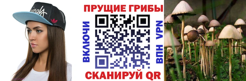 купить наркотики цена  Тольятти  Псилоцибиновые грибы GOLDEN TEACHER 